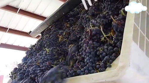 耗時(shí)30個(gè)月的葡萄酒加工過程,看完你敢喝嗎