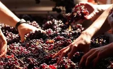 從葡萄酒加工視角，解析高端紅酒與低端紅酒的根本區(qū)別